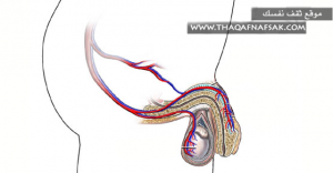 العضو-الذكري-وتدفق-الدم