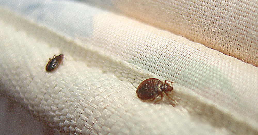 show pic of a mattress with bed bugs