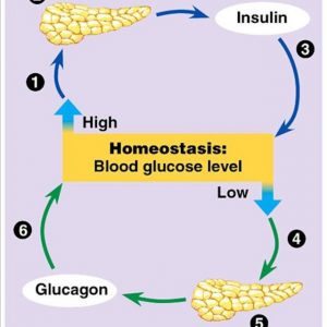 ما الفرق بين الجلوكاجون والأنسولين؟