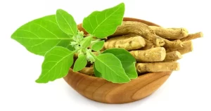 فوائد عشبة أشواغاندا
