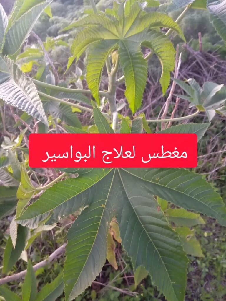 مغطس علاج البواسير