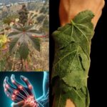 فوائد أوراق الخروع