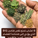 اعشاب تمنع نقص فيتامين ب 12