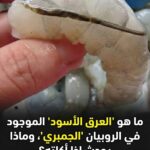 ما هو "العرق الأسود" في الروبيان (الجمبري)؟ وماذا يحدث إذا أكلته؟