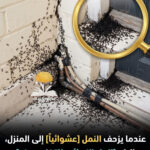 انتشار النمل بداية الصيف في بيتك هكذا تطرده فوراً