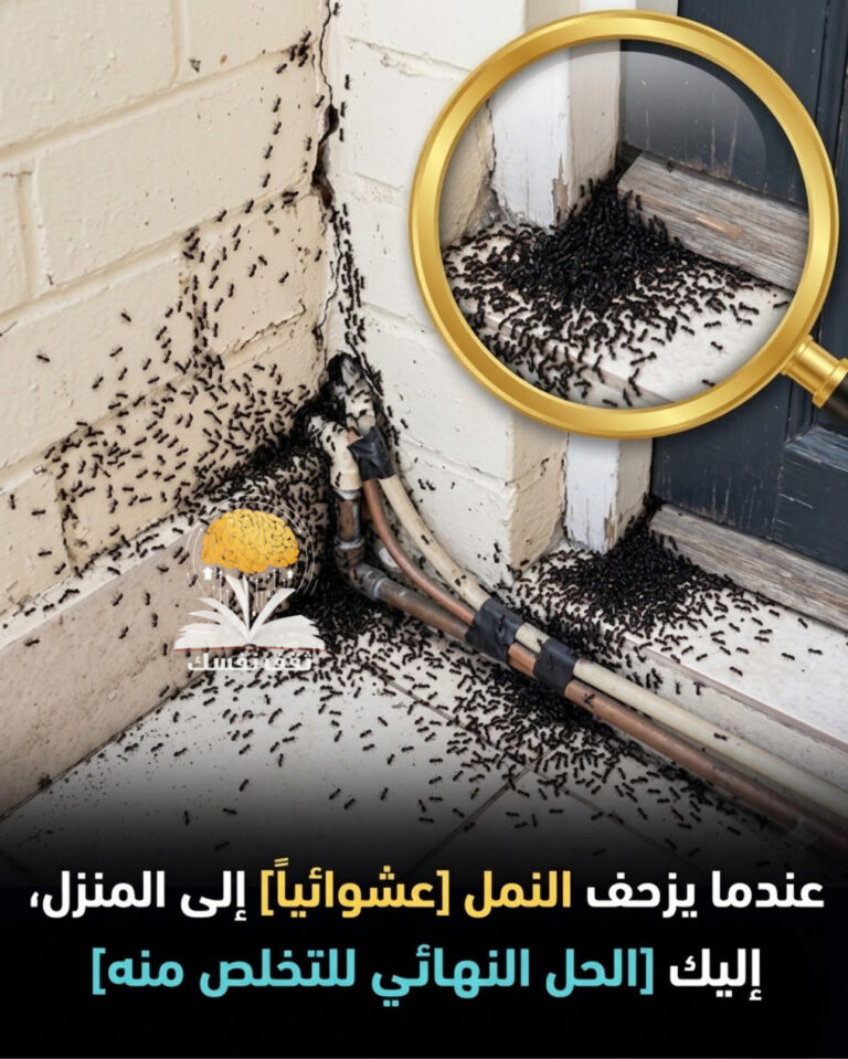 انتشار النمل بداية الصيف في بيتك هكذا تطرده فوراً