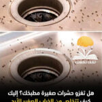 اطرد الذباب الصغير دليل شامل لمكافحته ذباب الصرف