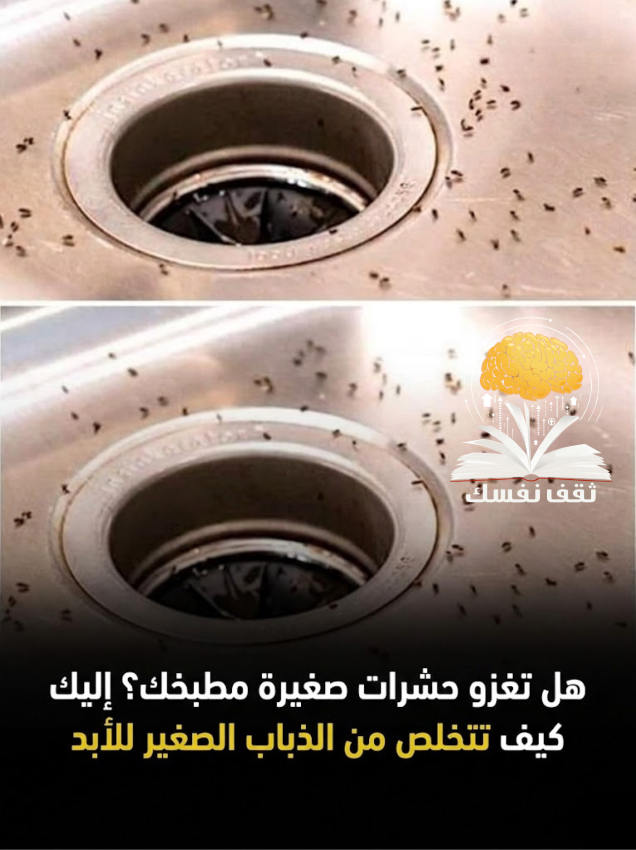 اطرد الذباب الصغير دليل شامل لمكافحته ذباب الصرف