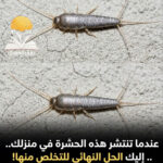 عندما تنتشر السمكة الفضية في منزلك.. إليك الحل النهائي للتخلص منها!