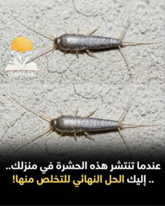 عندما تنتشر السمكة الفضية في منزلك.. إليك الحل النهائي للتخلص منها!