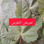 ورق التين والنقرس