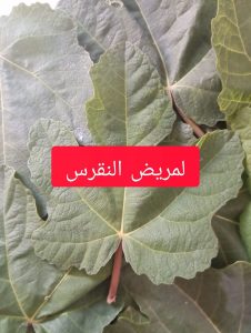 ورق التين والنقرس